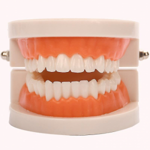 Träningsmodell borsta tänder i gruppen MUNVÅRD / Tandmodeller hos Tandshopen.se ZupperWorld AB (33234566)