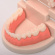 Träningsmodell borsta tänder